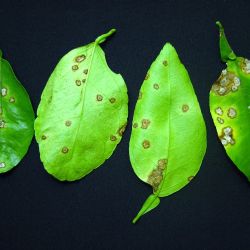 Asiatic citrus canker spots on upper and lower leaf surfaces