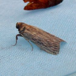 Citrus fruit borer adult moth