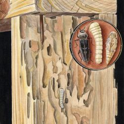 The life stages of European house borer (adult beetle, larva and pupa)