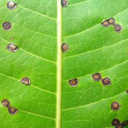 Mature mango leaf galls (the upper leaf surface) 