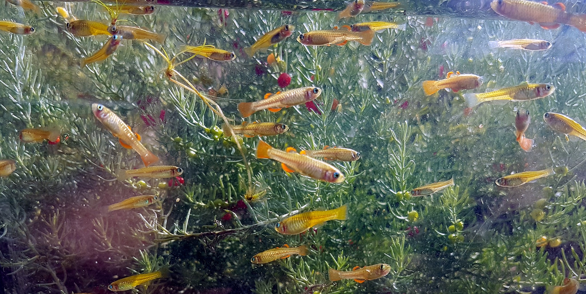 School of redfin blue eyes