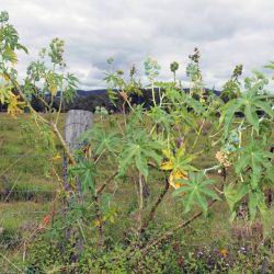 Castor oil plant