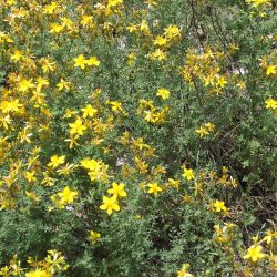 St John's wort plant in flower