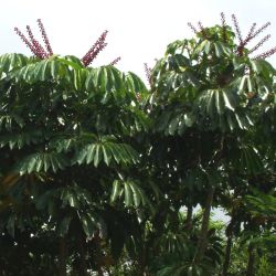 Umbrella trees