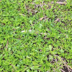 Alligator weed ground cover