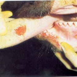 Steer with 2-day-old ruptured vesicles on  tongue, lower gum and lower lip. Note sharp edges to ulcerated areas.