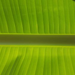 Clean leaf