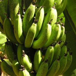 Stem (or bunch) of bananas showing freckle disease of banana.