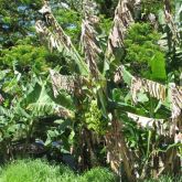 Severe black Sigatoka infection can kill large areas of banana leaf (Cavendish bananas, Solomon Islands)
