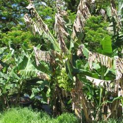Severe infection with black sigatoka of banana, which can kill large areas of banana leaf (on Cavendish banana plants, Solomon Islands)