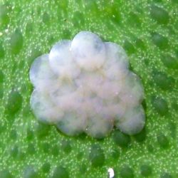 Citrus fruit borer eggs