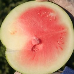 Watermelon fruit with internal uneven ripening and pale flesh 