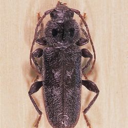 Adult European house borer beetle