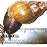 Giant African snail size comparisons