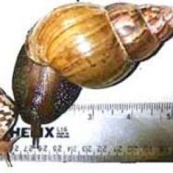 Giant African snail size comparisons