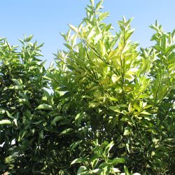 Yellow shoots on an otherwise healthy tree can be caused by citrus greening.