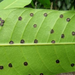 Mature mango leaf galls (lower leaf surface)