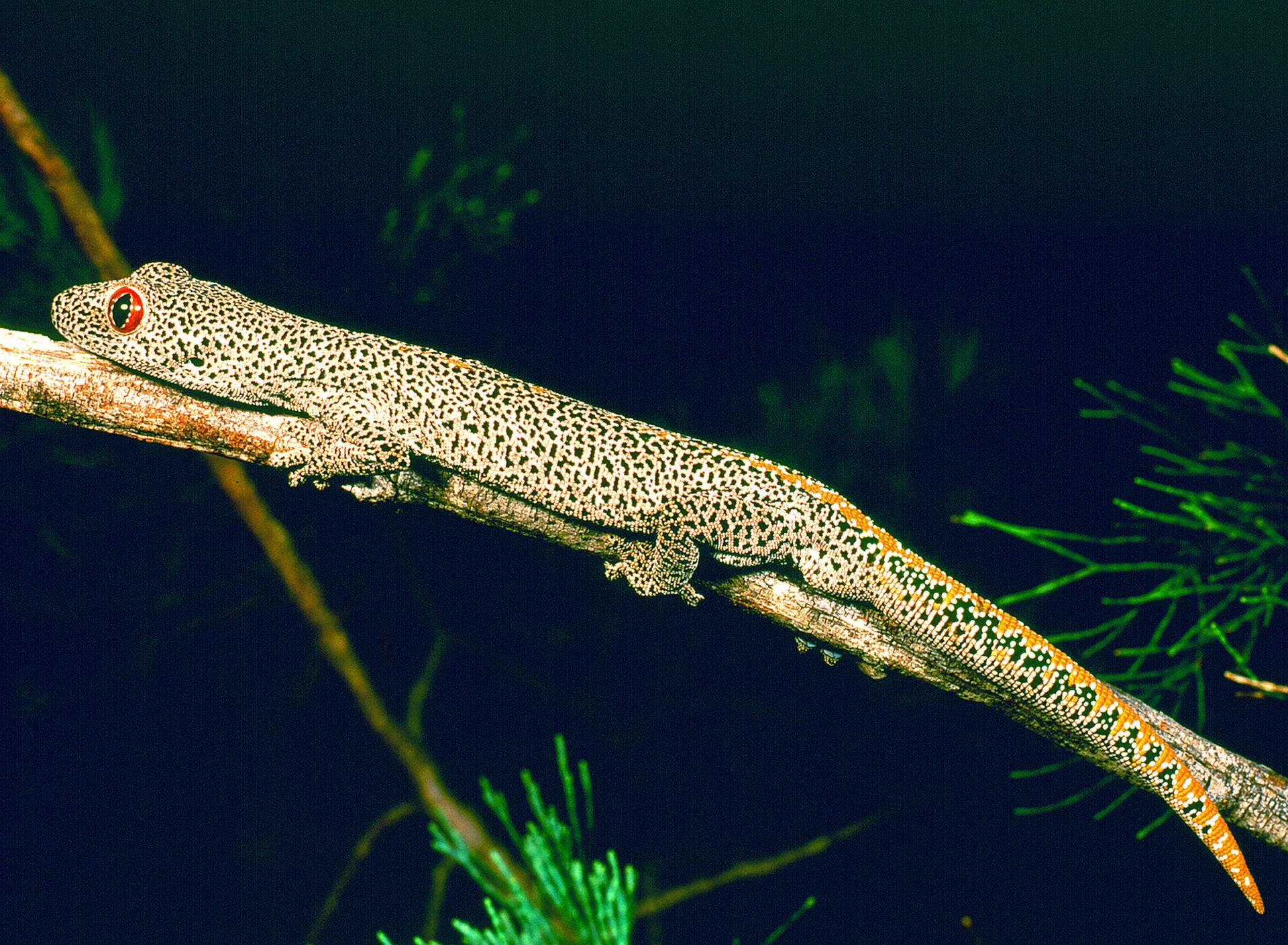 Golden-tailed gecko (<em>Strophurus taenicauda</em>) © Wayne Lawler