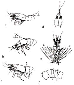 Diagram showing how to kill and preserve a prawn for submitting for lab analysis