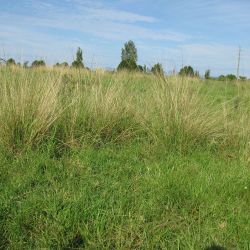 Giant Parramatta grass habit