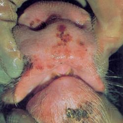 Pig's snout with 4-day-old lesions. Scab formation and healing evident.