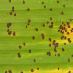 Close of of leaf showing symptoms of freckle disease of banana.