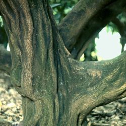 Citrus tristeza virus can cause citrus trunks and limbs to have a 'ropey' appearance
