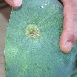 Watermelon fruit with brown necrotic spots on the peduncle