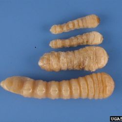 European house borer larvae, which can grow up to 4cm long