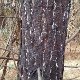 Trunk of pine tree infested with giant pine scale