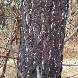 Trunk of pine tree infested with giant pine scale