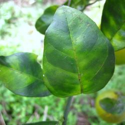 Blotchy leaf mottle that is not uniform across the midrib.
