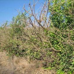 Extensive tree dieback caused by mal secco