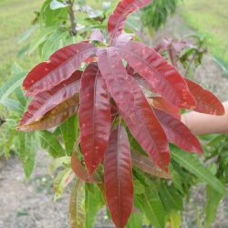 Mango scab on new leaves can be confused with mango leaf gall midge