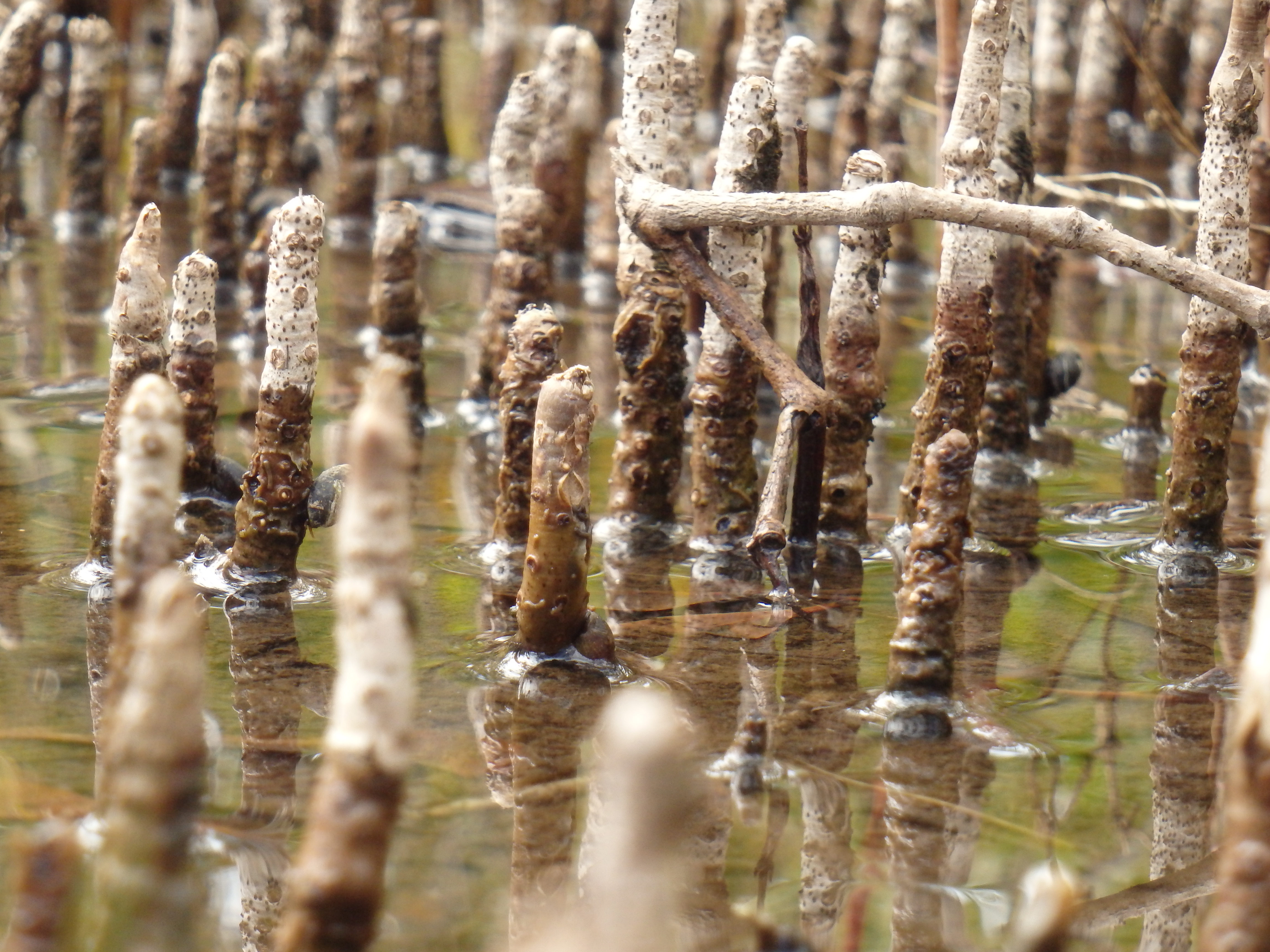 Aerial roots of grey mangrove (<em>Avicennia marina</em>) © City of Gold Coast