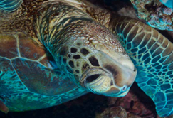 A turtle