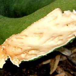 Peeling back the bark reveals pits and grooves in the wood caused by citrus tristeza virus
