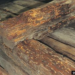 Timber boring by European house borer can seriously damage structural timber