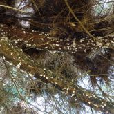 Underneath pine branch infested with giant pine scale