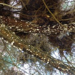 Underneath pine branch infested with giant pine scale