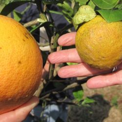 Citrus greening can cause fruit to be small, lopsided and misshapen.