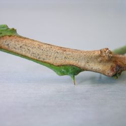 Fungal fruiting bodies on an infected lemon stem