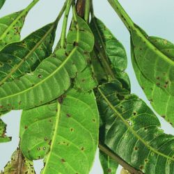 Mango scab on mature leaves