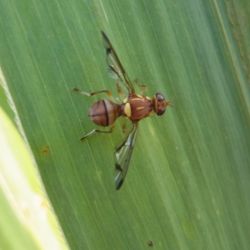 Adult melon fly