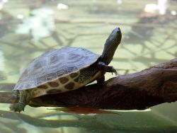 Chinese stripe-necked turtle on branch