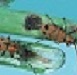 Thumbnail of Lucerne crownborer