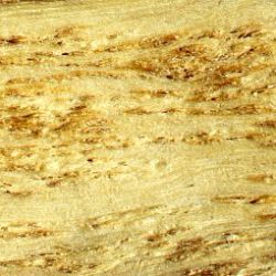 Pinhole-like pits in wood caused by citrus tristeza virus