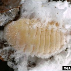 Giant pine scale nymph