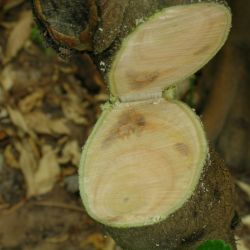 Orange-brown discolouration of internal wood tissue in a lemon tree