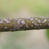 Mango scab can affect leaves, stems and fruit. On stems and fruit, the spots generally turn grey when mature